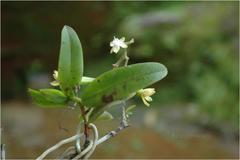 Diploprora championii